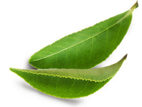 茶叶叶子植物元素
