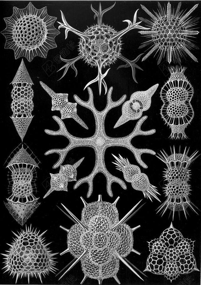 单细胞生物 放射虫 SPUMELLARIA HAECKEL