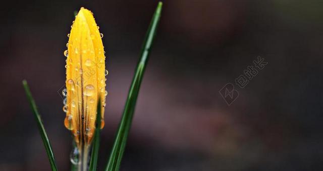 黄色雨滴春天花朵绿叶盛放背景图片