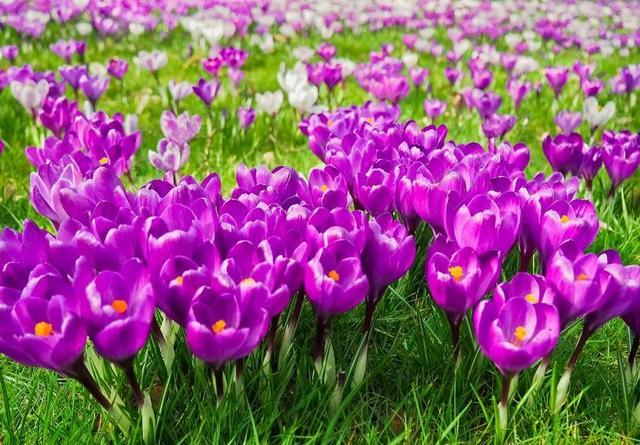 藏红花 花 春天 春天的花 开花 紫 早布卢默 BüHEN