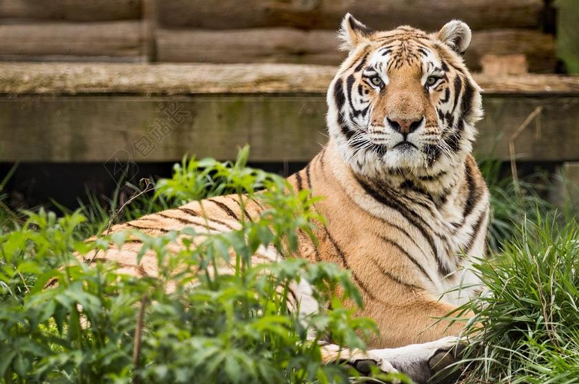 虎 救援 卡罗莱纳州老虎救援 皮茨伯勒数控 动物 野生动物 猫