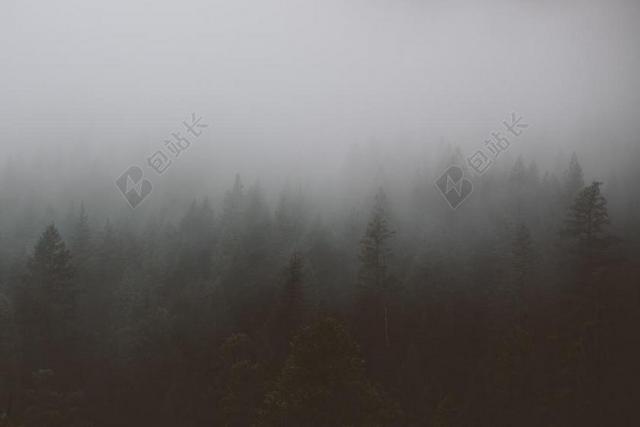 森林 树 针叶树 雾 薄雾 阴暗 朦胧 自然 环境 木材
