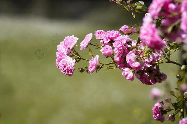 玫瑰 粉红色 粉红色的玫瑰 粉色花 鲜花 粉色的花 玫瑰园