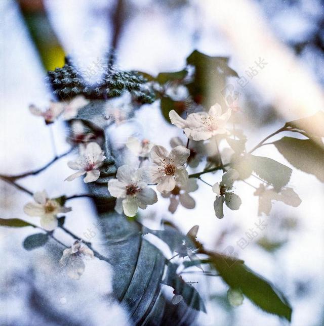 佛 花 佛教 宗教 禅宗 符号 生活 护理 和平 植物