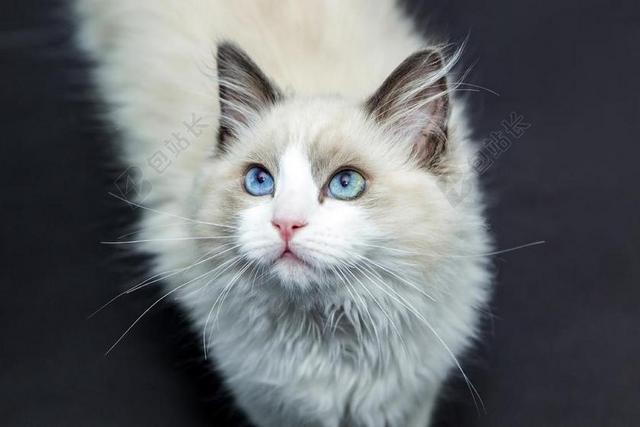 猫 猫咪 宠物 猫脸 小猫