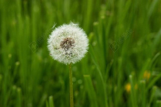 蒲公英 下 工厂 绿色 明星 蓬松 花园