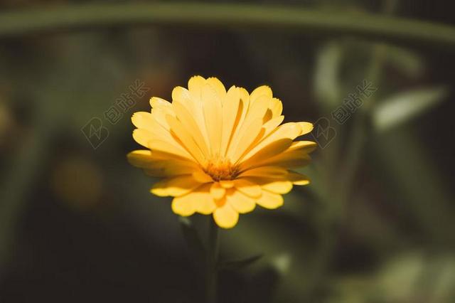 黄色广告娇美清新小雏菊宣传背景图片