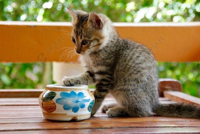 广告可爱呆萌猫咪特写宣传背景图片