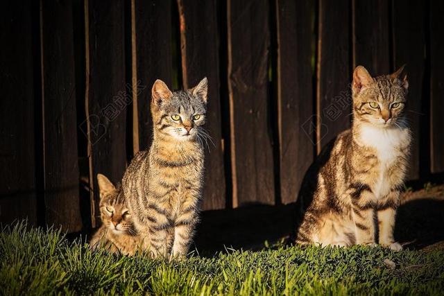 猫 屋顶上的猫 宠物 迷人的 一只普通的猫 小猫 雄猫 斑