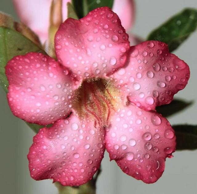 自然粉色的鲜花和露水背景图片