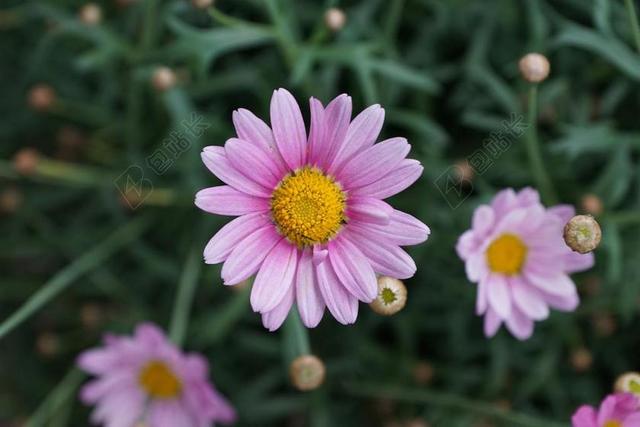 玛格丽特 花 紫 性质 盛开 花园 夏季 厂