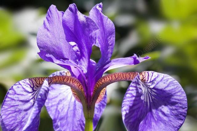 鸢尾花 黄菖蒲 紫色鸢尾 厂 IRIDACEAE 花 挂叶子