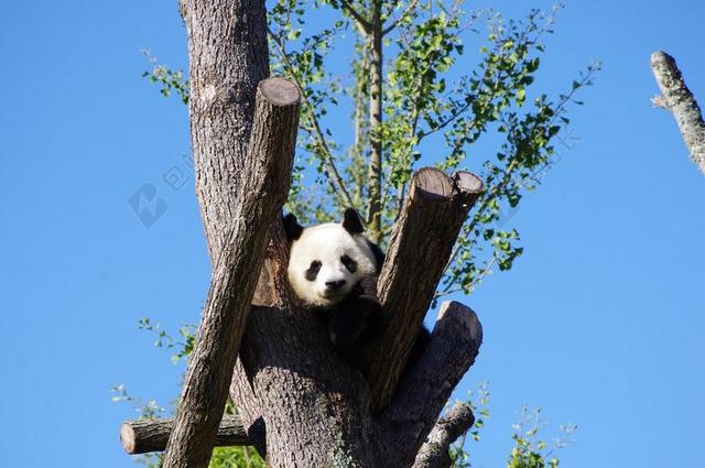 旅游可爱呆萌小熊猫抱着树干宣传背景图片