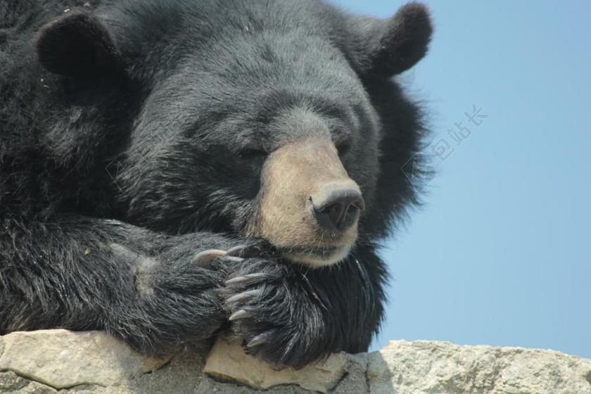 灰黑广告卖萌可怜小熊趴在岩石上宣传背景图片