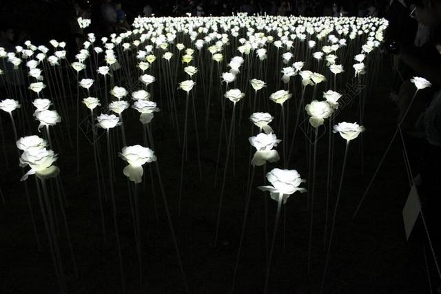 黑白怀念风格白玫瑰花圃宣传背景图片