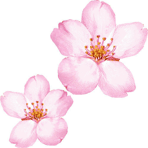 手绘花朵素材下载