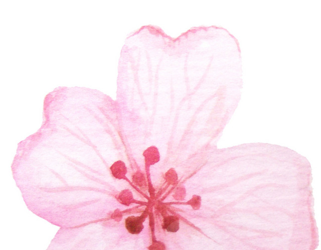 淡粉色樱花花朵素材下载