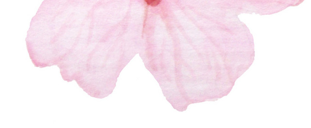 淡粉色樱花花朵素材下载