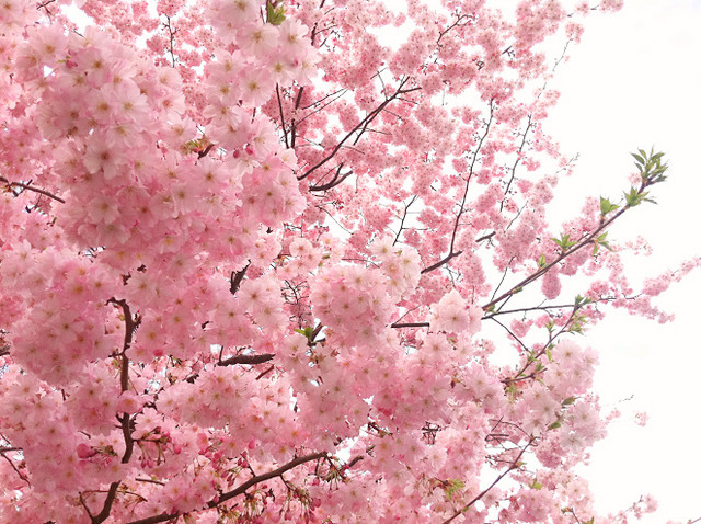 满枝樱花素材下载
