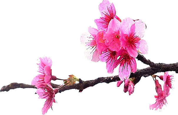 满枝樱花素材下载