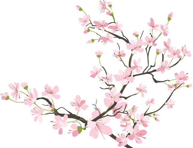 美丽樱花花枝矢量图