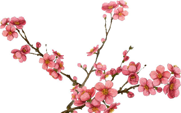 美丽樱花花枝素材下载
