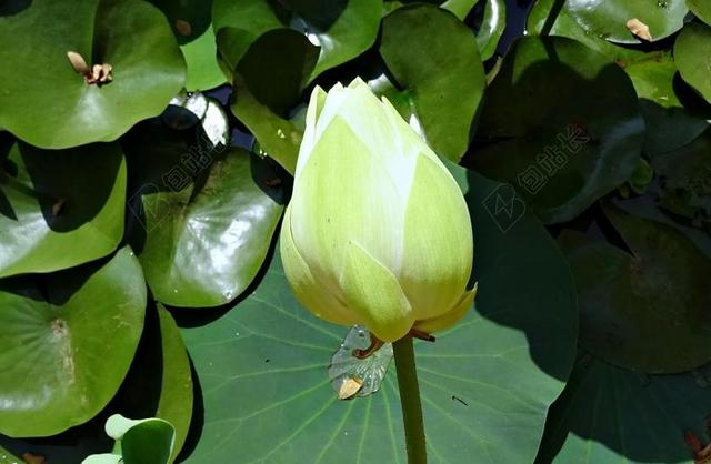 莲花 芽 白 花 荷花 印度莲花 神圣的莲花 植物学 水
