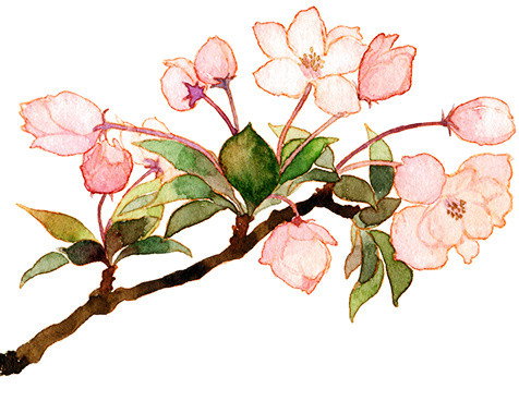 手绘粉色樱花矢量图