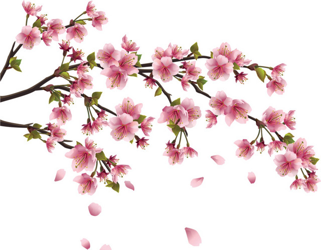 怒放樱花花枝素材