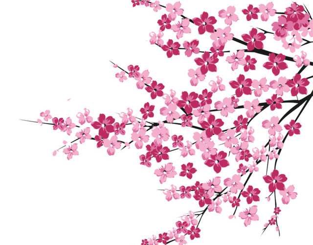 怒放樱花花枝素材
