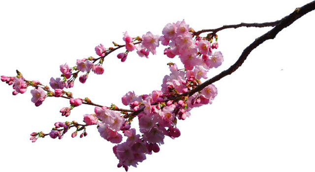 满枝樱花素材下载