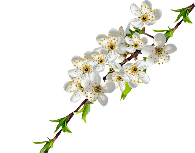 简约白色樱花花瓣清新素材