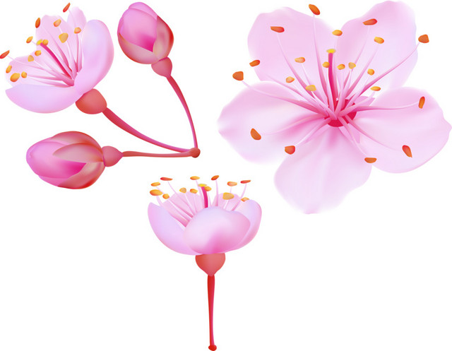 粉色樱花花朵素材下载