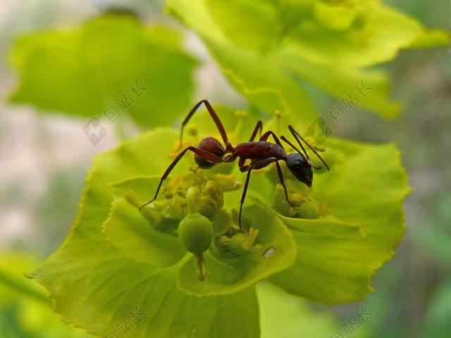 蚂蚁 昆虫 详细