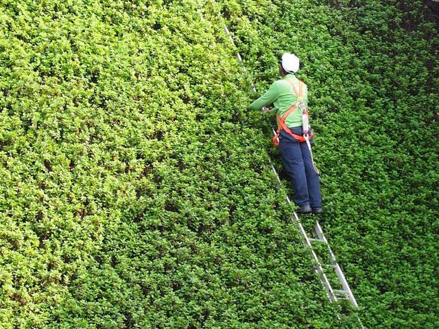 绿色农业清新脱俗女性攀爬植物墙宣传背景图片