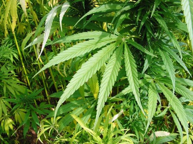 大麻 大麻叶 麻