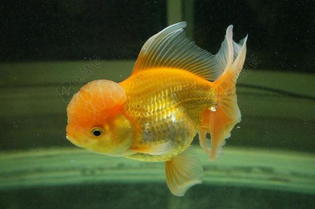 金鱼 鱼 水族馆 水下 游泳 海洋生命 橙色 橙色的鱼