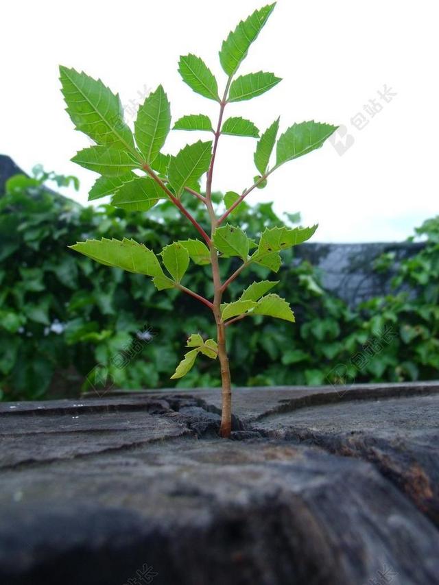 生活 生态 性质 重生 植物