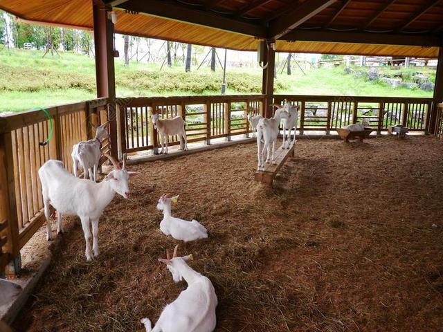山羊 动物 婴儿山羊 白山羊 ANSEONG 棕榈种植园 大韩民国