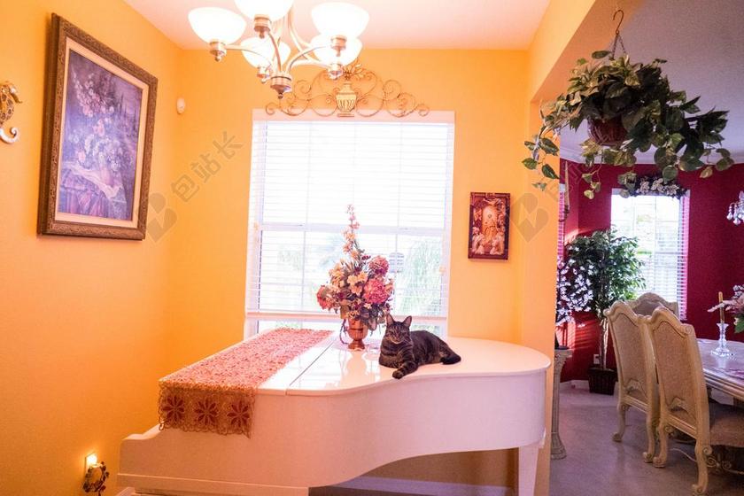 室内 房间 钢琴 白 猫 首页 设计 装修 豪华 虎斑猫