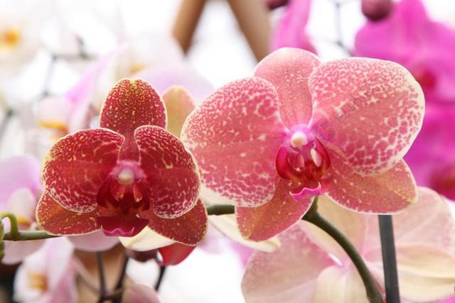 兰花 蝴蝶兰 罗莎 绿色 花 植物 分支机构 红色 性质