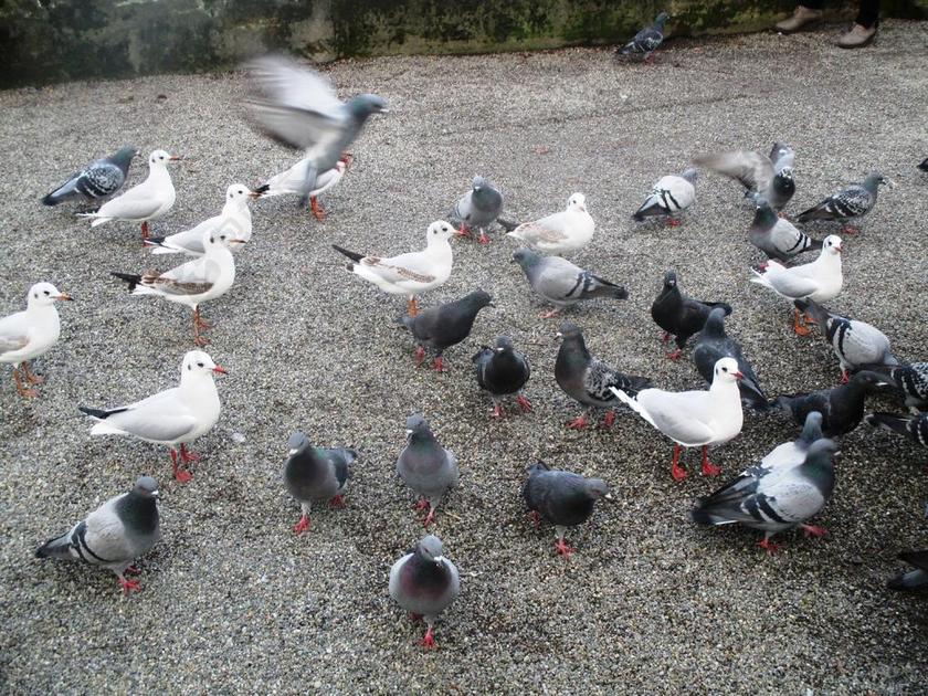 鸟类 海鸥 鸽子 群鸟 白 灰色