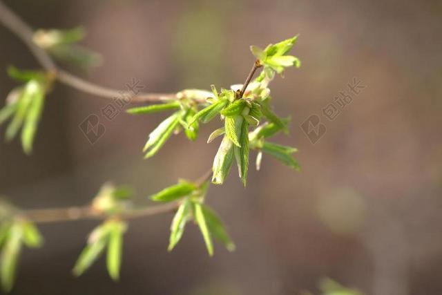 性质 树 叶子 芽 春天