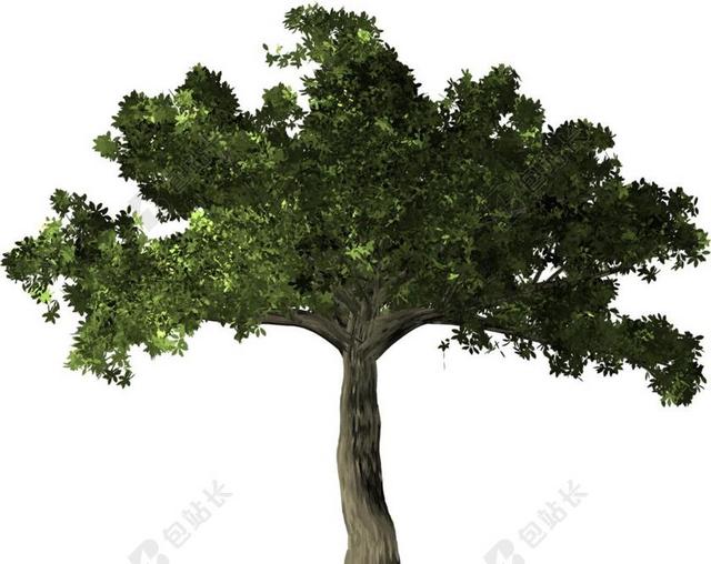 榕 树 植物 小叶榕 悦榕庄 中国榕树 马来亚榕树 台湾榕树