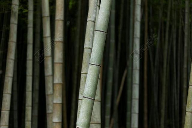 广告清新高雅竹林宣传背景图片