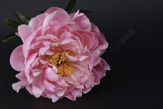 牡丹 开花 粉红色 白 春天 花 性质 盛开 花园 花花园