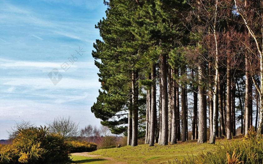树 松 松树 自然 绿色 森林 景观 木材 树皮 季节