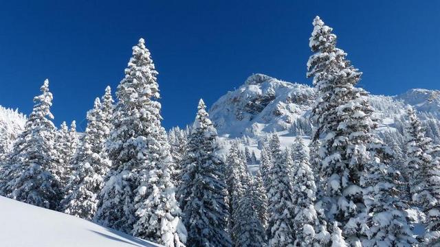 赛跑者头 冬天 穷乡僻壤SKIIING 雪景 树木 山 天空
