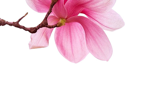 花朵花开