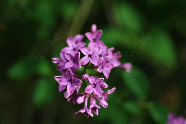 丁香 灌木 花 花园 春天 性质